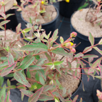 Ľubovník moserov (Hypericum moserianum) ´TRICOLOR´ - výška 30-40 cm, Ø  30-40 cm, kont. C3L 